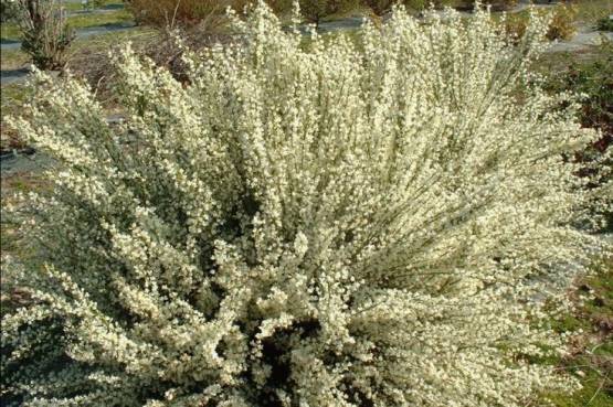 Cytisus praecox "Albus"